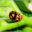 Lady Beetles (Mating)