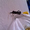 Leaf-footed Bug