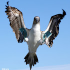 Blue footed booby