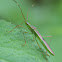 Paddy Bug