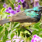 Variable sunbird, male