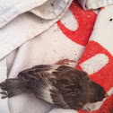 Sparrow