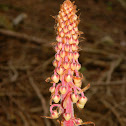 Pinedrops