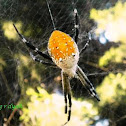 Tent web spider