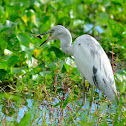 little blue heron (juvenile)