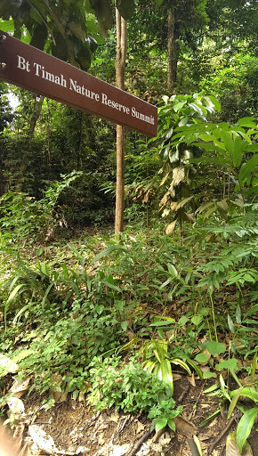 Bukit Timah Trail 