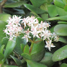 Jade plant / Money plany / friendship tree