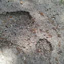 Fire Ants