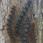Gypsy Moth