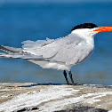 Royal Tern
