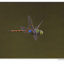 Anax guttatus