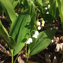 Lily of the Valley