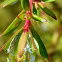 Morning Dew on a Tea-tree Bush
