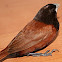 Lonchura atricapilla