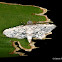 Crambid moth