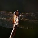 Dragonflies - different kinds