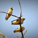 Ashy Woodswallow