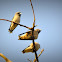 Ashy Woodswallow