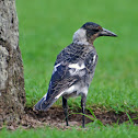 Australian Magpie (juvenile)