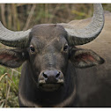 wild water buffalo