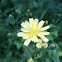 Goat's Beard