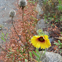 common blanketflower/ gaillardia