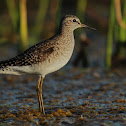 Wood Sandpiper
