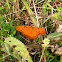 Gulf Fritillary