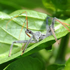 Wheel Bug Nymph