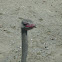 Ostrich, avestruz