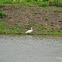 Royal Spoonbill