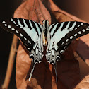 Spot Swordtail