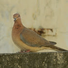 Laughing Dove