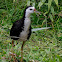White-breasted Waterhen