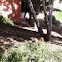 California ground squirrel