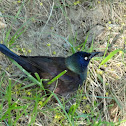Common Grackle