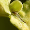 Midge