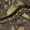 The Bedstraw Hawk