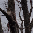Red Tail Hawk