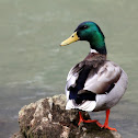 Mallard Duck