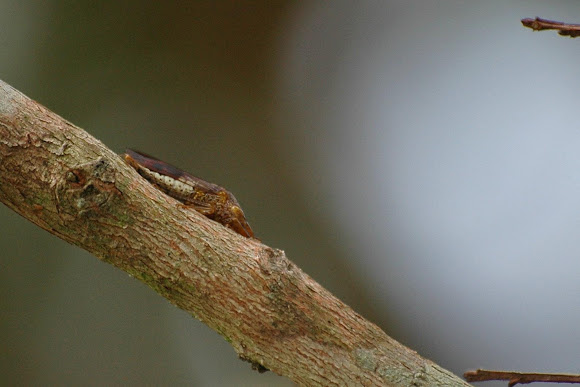 Spotting Image 1
