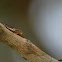 Glassy-Winged Sharpshooter