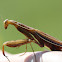 Praying Mantis