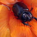 Bug