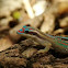 Mauritius ornate day gecko