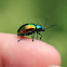 Dogbane Leaf Beetle