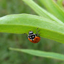 Convergent Ladybug