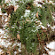 Christmas Fern