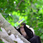 White-faced Monkey drinking juice