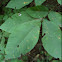 Shagbark Hickory